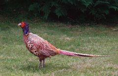 phasianus_colchicus.jpg